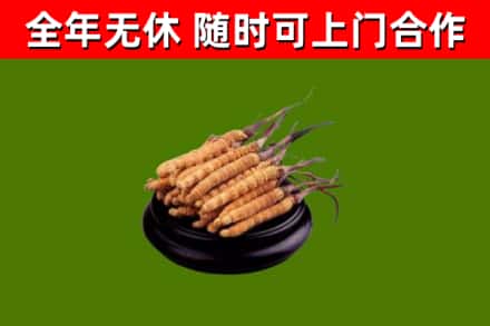 临颍回收散虫草