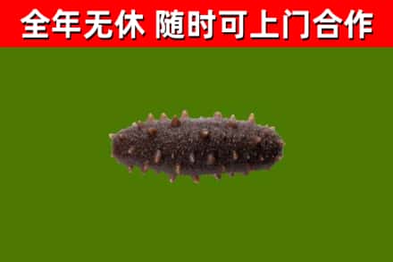 临颍回收海参干